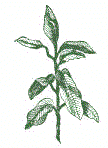 Ficus Elastica Ficus Elastica