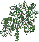 Hevea Braziliensis Hevea Braziliensis