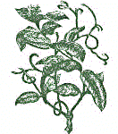 Landophylia Owariensis